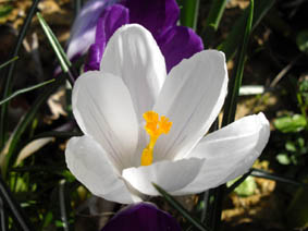 Crocus 'Jeanne d'Arc'